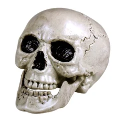 Dödskalle, Maxilla 17x17x24 cm