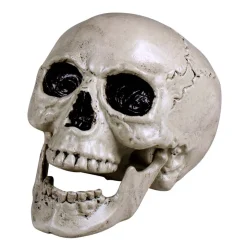 Dödskalle, Maxilla 17x17x24 cm